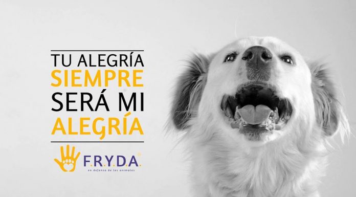 Jornada de esterilización