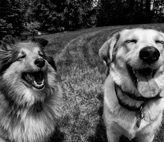 2° Edicion De Mr. Woof Festival