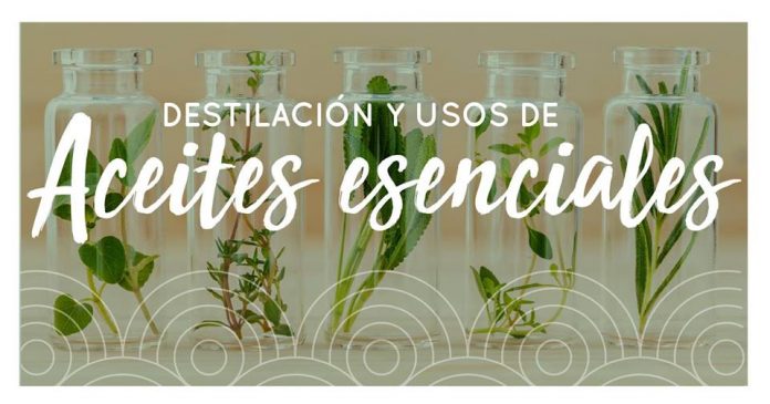 Destilación y uso de aceite esenciales